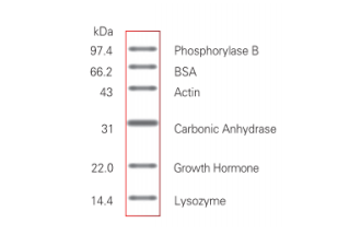 低分子量蛋白质Marker(14.4-97.4KDa)-蛋白电泳/marker-蛋白与免疫