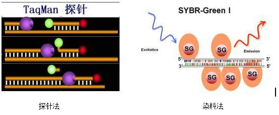荧光定量 PCR 方法
