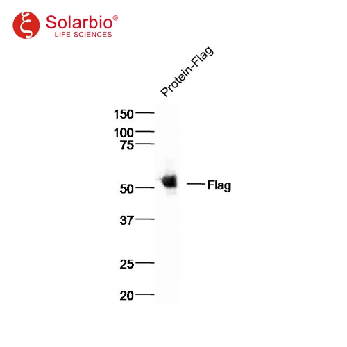 anti-FLAG Tag Rabbit Polyclonal antibody-二抗-抗体-蛋白与免疫