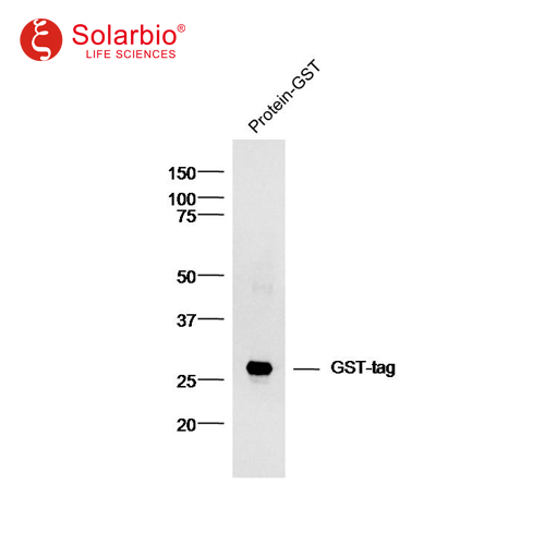 anti-GST Tag Mouse Monoclonal antibody-二抗-抗体-蛋白与免疫