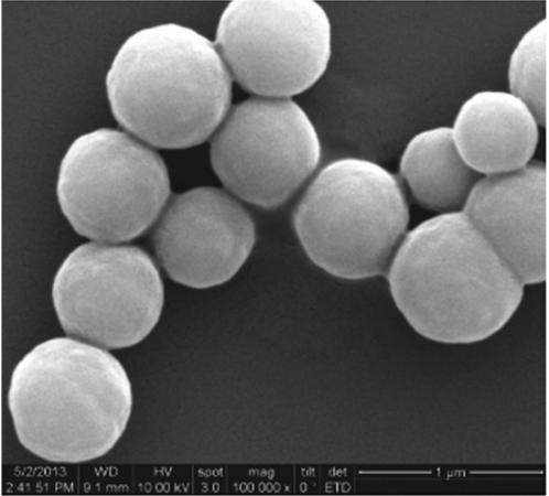 Mag NH2 氨基磁珠 粒径500nm_磁珠_分子生物学