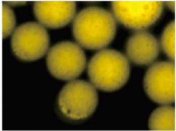 Mag NH2 氨基磁珠 粒径2μm_磁珠_分子生物学