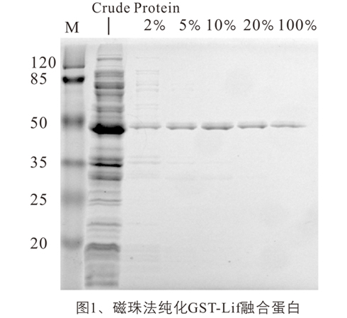 GST融合蛋白纯化磁珠_磁珠_分子生物学