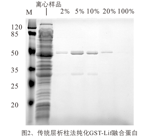 GST融合蛋白纯化磁珠_磁珠_分子生物学