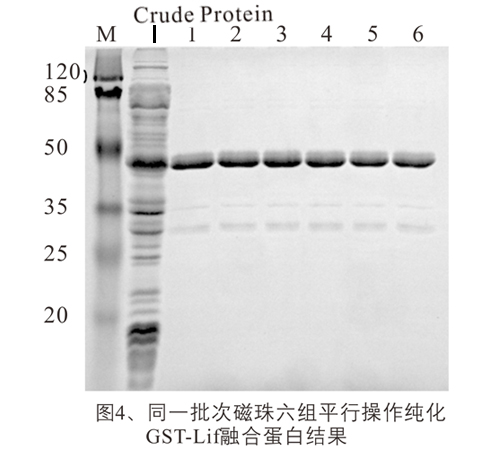 GST融合蛋白纯化磁珠_磁珠_分子生物学