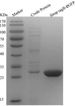 Strep-tag II 蛋白纯化磁珠 Magrose Strep-Tactin_磁珠_分子生物学