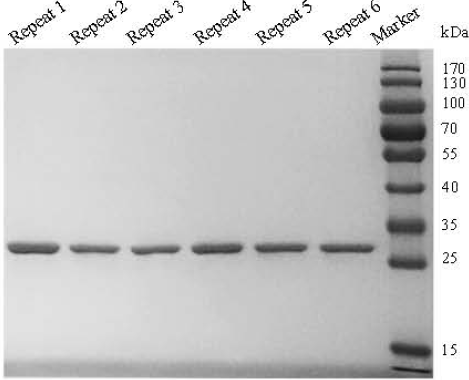 Strep-tag II 蛋白纯化磁珠 Magrose Strep-Tactin_磁珠_分子生物学