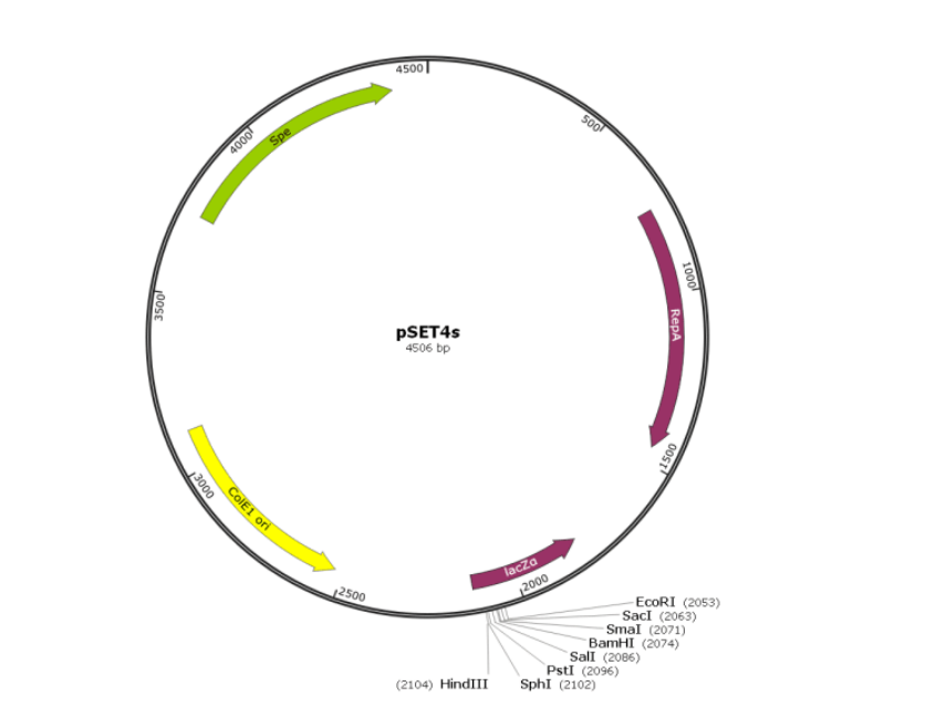 pSET4S自杀性基因敲除质粒